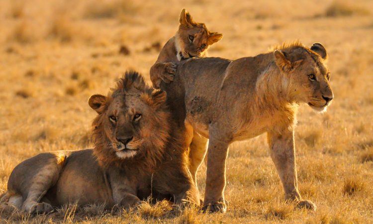 Lion in Serengeti